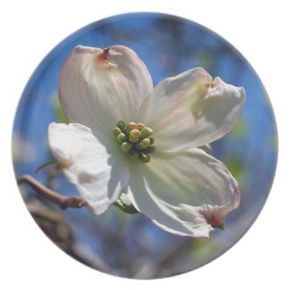 White Dogwood Flower fuji_plate