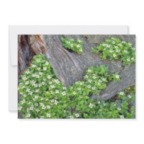 white Dogwood flowers, Quebec, Canada. flowers Invite