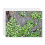white Dogwood flowers, Quebec, Canada. flowers Invite