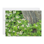 white Dogwood flowers, Quebec, Canada. flowers Announcements