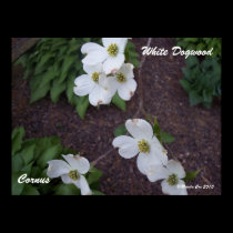 White Dogwood Poster posters