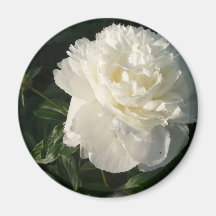 White Double Peonies Magnet