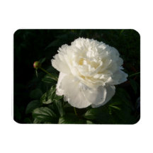 White Double Peonies Premium Magnet