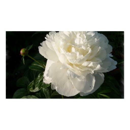 White Double Peony Business Card (back side)