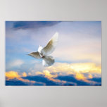 White dove in flight poster