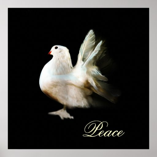 why-is-the-white-dove-a-symbol-of-peace-design-talk