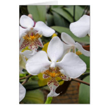 White Dragons Greeting Cards