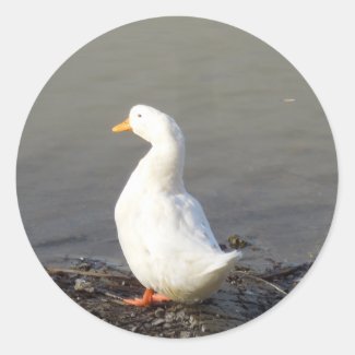 White Duck at Edge of Lake Stickers