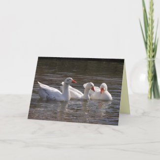 White Duck Card card