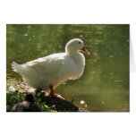 White Duck Greeting Card cards