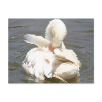 White duck postcards by Yarijik White duck postcards