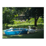 White Ducks and a Pool Postcard