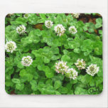 white, dutch, clover, green, plant