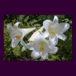 White "Easter" Lilies