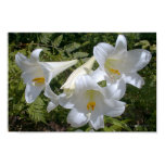 White "Easter" Lilies