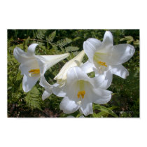 White "Easter" Lilies posters