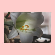 White Easter Lily Canvas Print, Version B canvas prints