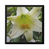White "Easter" Lily Magnet by CaroleArt White "Easter" Lily Magnet