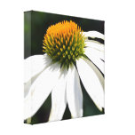 White Echinacea Flower Stretched Canvas Print