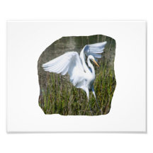 White Egret landing in marsh Photo