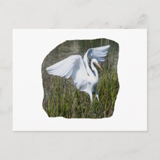 White Egret landing in marsh Post Cards