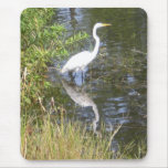 white egret