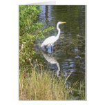 white egret with reflection