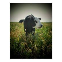 White Face in pasture Post Cards