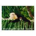 White Face Monkey Costa Rica posters