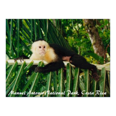 White Face Monkey Costa Rica Posters by puravida08