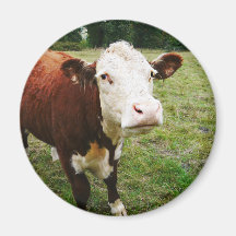 White Faced Beef Cow Fridge Magnet