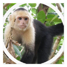 White Faced Capuccin Invitation