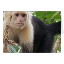 White Faced Capuccin Monkey Greeting Card