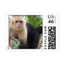 White Faced Capuchin Monkey Stamp
