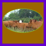 White Faced Cow Poster posters