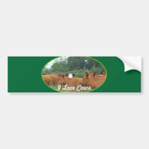 White Faced Cow with Red Cows Bumper Sticker