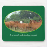 White Faced Cow with Red Cows mousepads