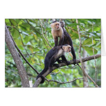 White-Faced Monkey Family Photo Cards