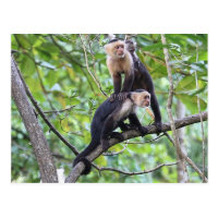 White-Faced Monkey Family Photo Postcard