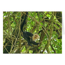 White Faced Monkey in Jungle Card