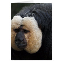 White Faced Saki Monkey Greeting Cards