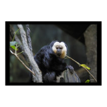 White Faced Saki Monkey posters