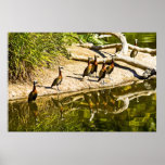 White Faced Whistling Duck Posters