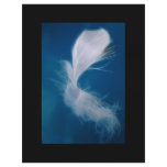 White feather art - symbol of purity and innocence flyers