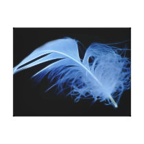 White feather falling canvas prints