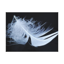 White feather on black background canvas print