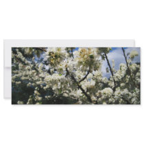 White Flame rack cards by fotoplus White Flame rack cards