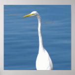 White Florida Crane Print