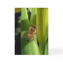 White Flower Bee Cards by wingedturtle White Flower Bee Cards