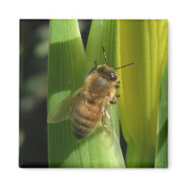 White Flower Bee Magnets by wingedturtle White Flower Bee Magnets